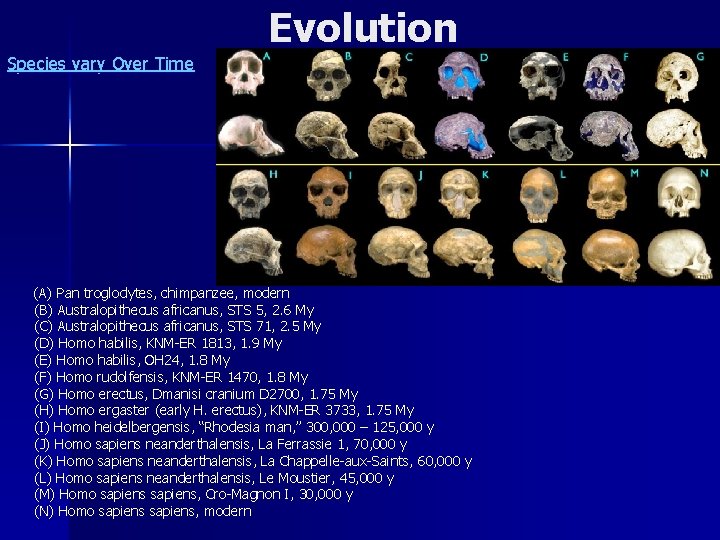 Species vary Over Time Evolution (A) Pan troglodytes, chimpanzee, modern (B) Australopithecus africanus, STS