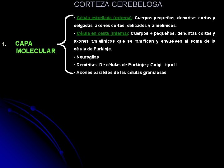 CORTEZA CEREBELOSA • Célula estrellada (externa): Cuerpos pequeños, dendritas cortas y delgadas, axones cortos,