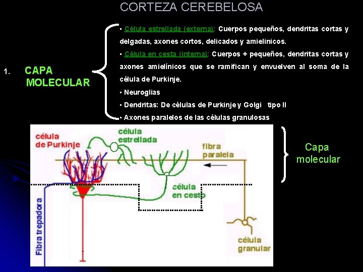 CORTEZA CEREBELOSA • Célula estrellada (externa): Cuerpos pequeños, dendritas cortas y delgadas, axones cortos,