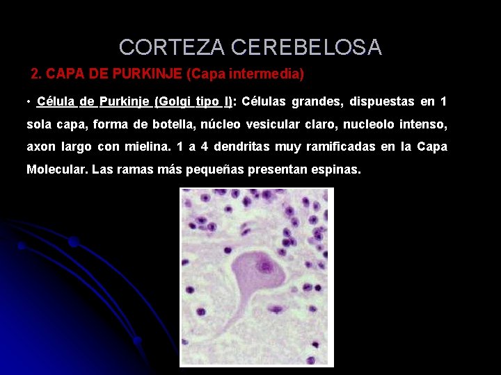 CORTEZA CEREBELOSA 2. CAPA DE PURKINJE (Capa intermedia) • Célula de Purkinje (Golgi tipo