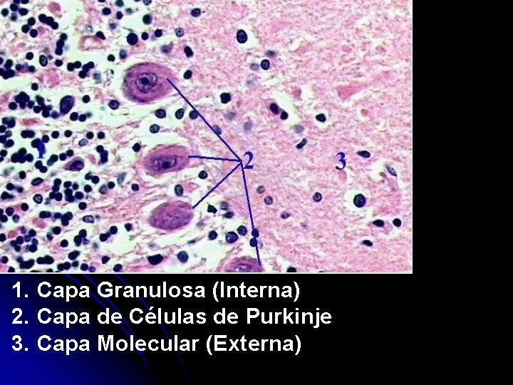 1. Capa Granulosa (Interna) 2. Capa de Células de Purkinje 3. Capa Molecular (Externa)