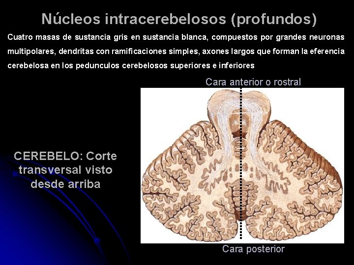 Núcleos intracerebelosos (profundos) Cuatro masas de sustancia gris en sustancia blanca, compuestos por grandes