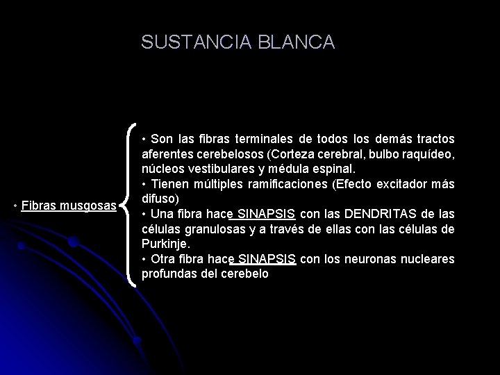 SUSTANCIA BLANCA • Son las fibras terminales de todos los demás tractos • Fibras