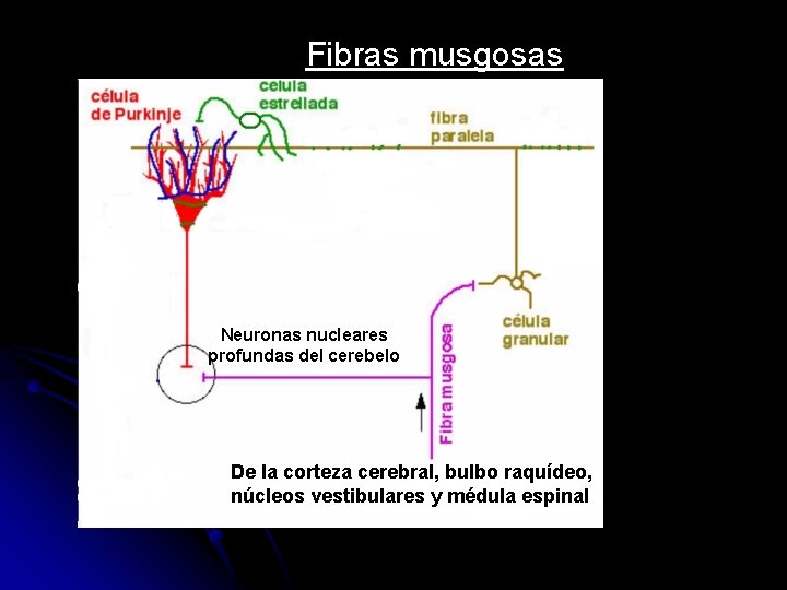 Fibras musgosas Neuronas nucleares profundas del cerebelo De la corteza cerebral, bulbo raquídeo, núcleos