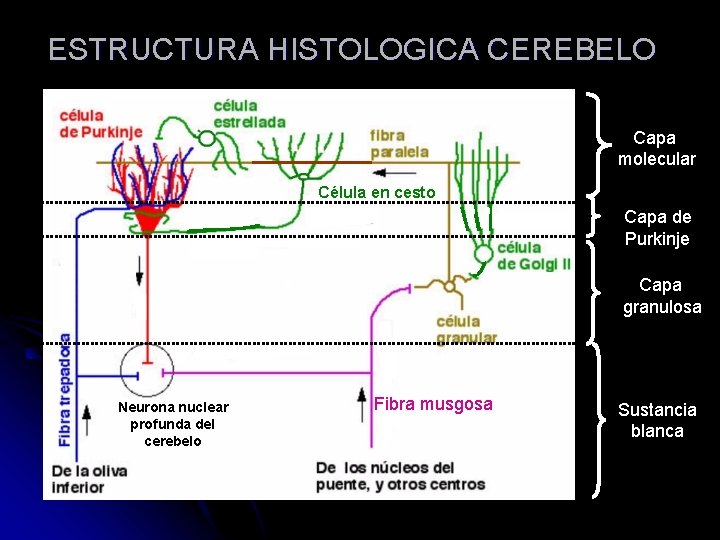 ESTRUCTURA HISTOLOGICA CEREBELO Capa molecular Célula en cesto Capa de Purkinje Capa granulosa Neurona