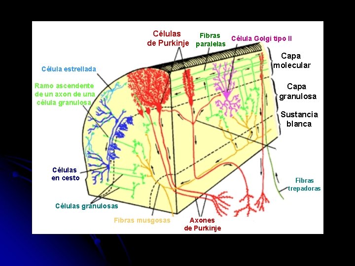 Células Fibras Célula Golgi tipo II de Purkinje paralelas Capa molecular Célula estrellada Ramo