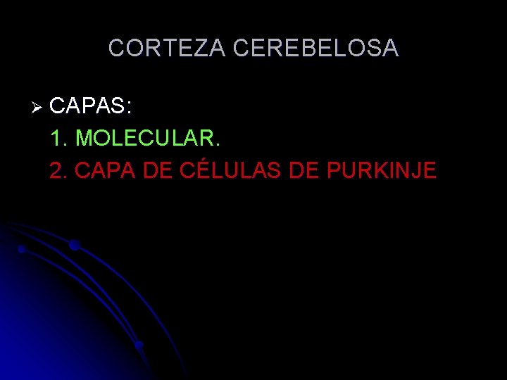 CORTEZA CEREBELOSA Ø CAPAS: 1. MOLECULAR. 2. CAPA DE CÉLULAS DE PURKINJE 