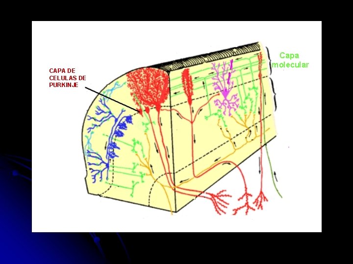 CAPA DE CELULAS DE PURKINJE Capa molecular 