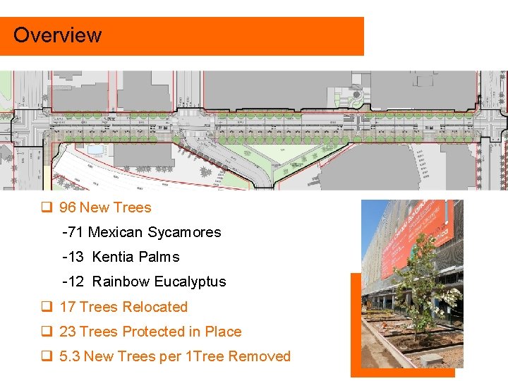Overview WYNDHAM q 96 New Trees -71 Mexican Sycamores -13 Kentia Palms -12 Rainbow