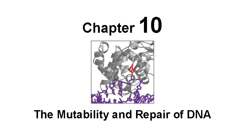 Chapter 10 The Mutability and Repair of DNA 