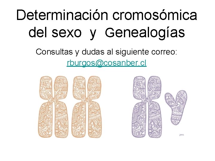 Determinación cromosómica del sexo y Genealogías Consultas y dudas al siguiente correo: rburgos@cosanber. cl