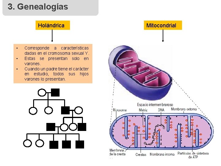 3. Genealogías Holándrica • • • Corresponde a características dadas en el cromosoma sexual