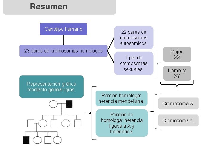 Resumen Cariotipo humano 22 pares de cromosomas autosómicos. 23 pares de cromosomas homólogos 1