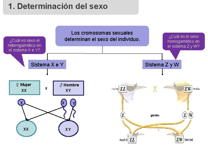 1. Determinación del sexo Los cromosomas sexuales determinan el sexo del individuo. ¿Cuál es