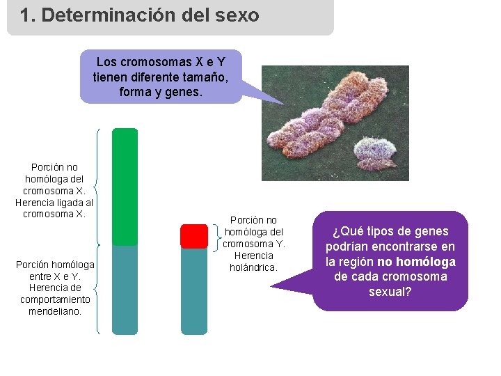 1. Determinación del sexo Los cromosomas X e Y tienen diferente tamaño, forma y