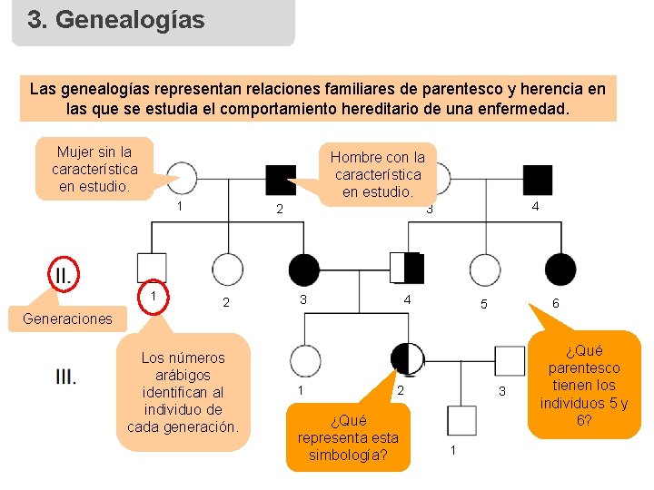 3. Genealogías Las genealogías representan relaciones familiares de parentesco y herencia en las que