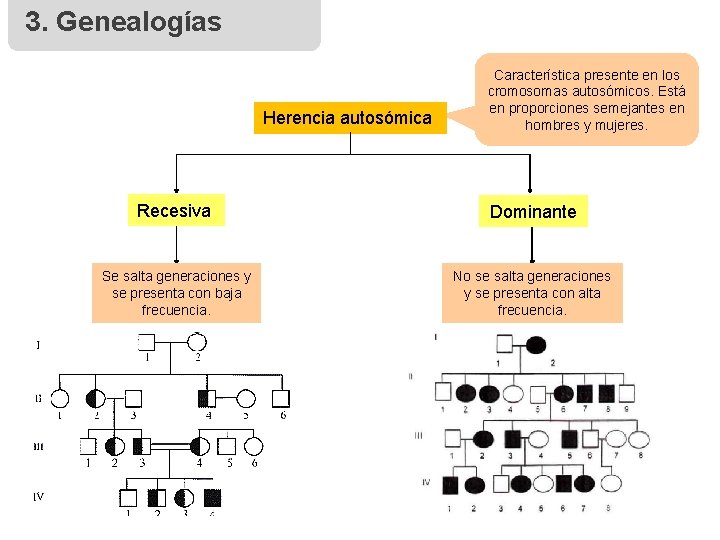3. Genealogías Herencia autosómica Característica presente en los cromosomas autosómicos. Está en proporciones semejantes