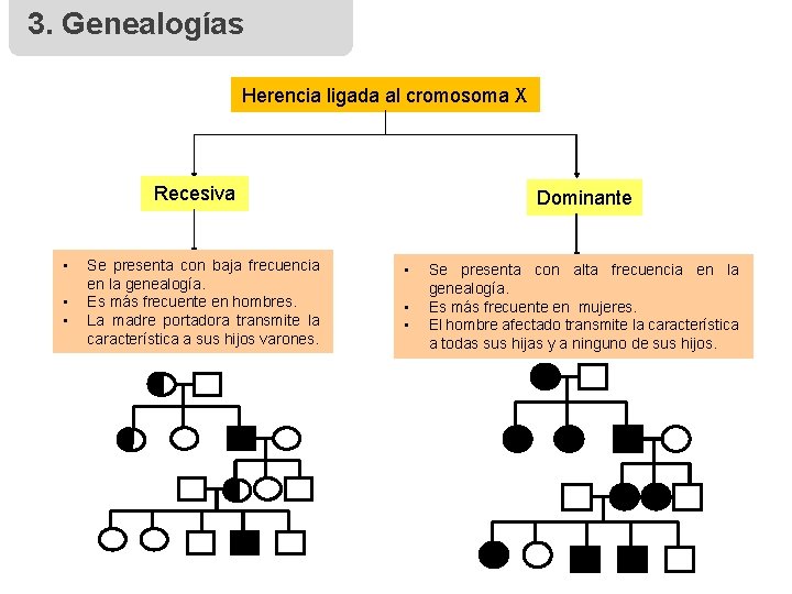 3. Genealogías Herencia ligada al cromosoma X Recesiva • • • Se presenta con