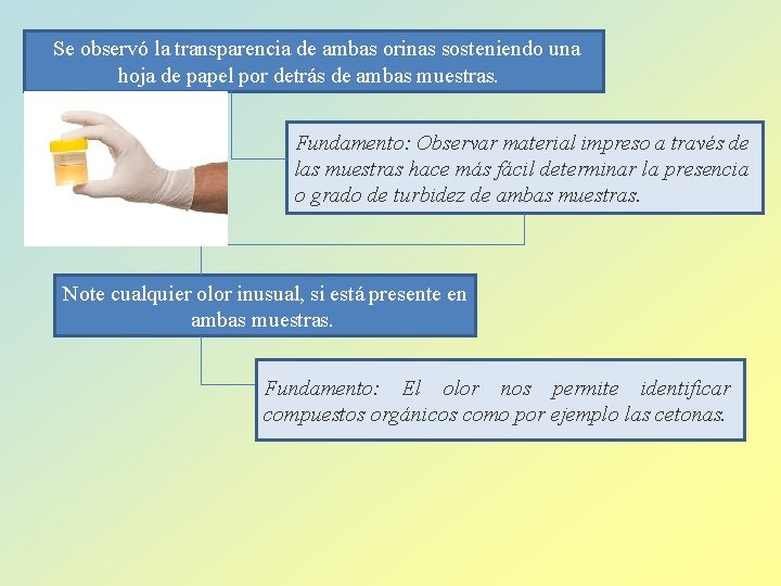 Se observó la transparencia de ambas orinas sosteniendo una hoja de papel por detrás