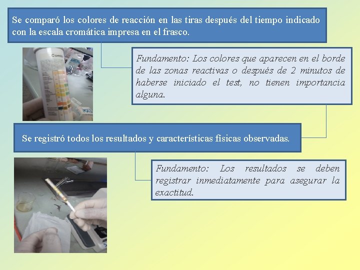 Se comparó los colores de reacción en las tiras después del tiempo indicado con