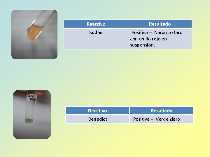 Reactivo Sudán Reactivo Benedict Resultado Positiva – Naranja claro con anillo rojo en suspensión.