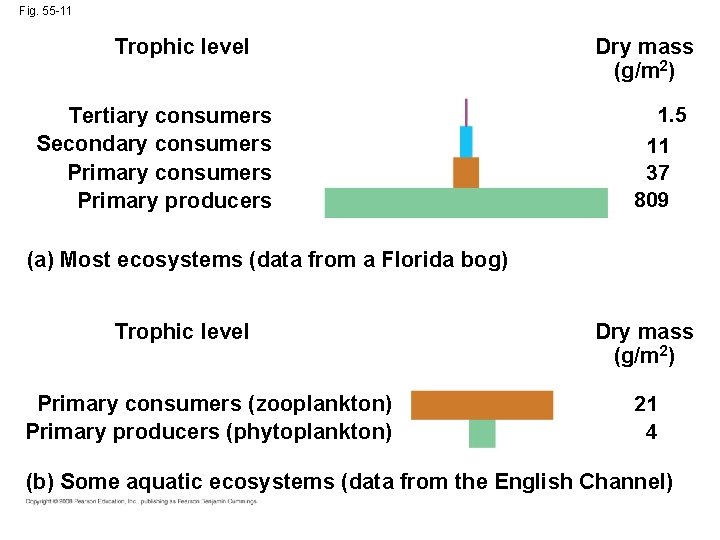 Fig. 55 -11 Trophic level Tertiary consumers Secondary consumers Primary producers Dry mass (g/m