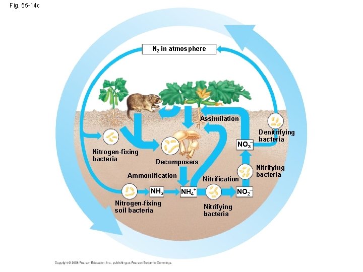 Fig. 55 -14 c N 2 in atmosphere Assimilation Nitrogen-fixing bacteria NO 3– Decomposers