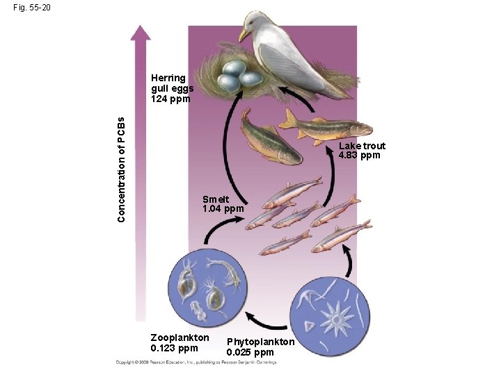 Fig. 55 -20 Concentration of PCBs Herring gull eggs 124 ppm Lake trout 4.