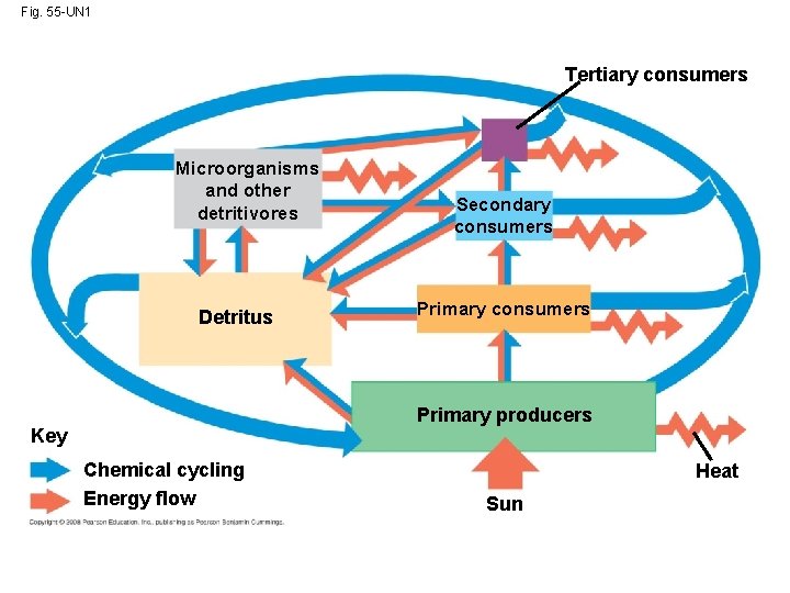 Fig. 55 -UN 1 Tertiary consumers Microorganisms and other detritivores Detritus Secondary consumers Primary