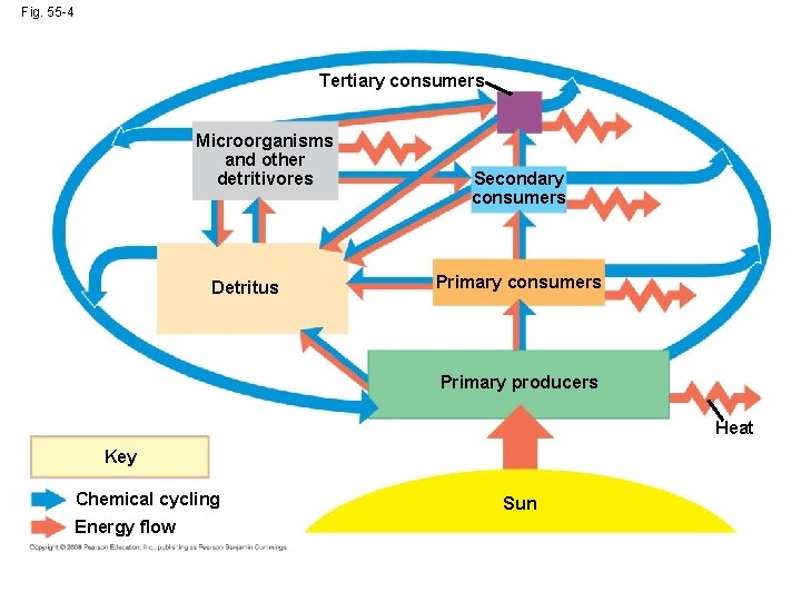 Fig. 55 -4 Tertiary consumers Microorganisms and other detritivores Detritus Secondary consumers Primary producers