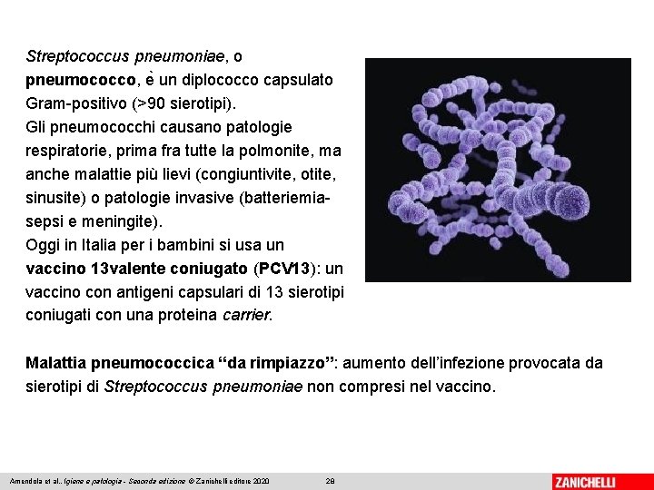 Streptococcus pneumoniae, o pneumococco, e un diplococco capsulato Gram-positivo (>90 sierotipi). Gli pneumococchi causano