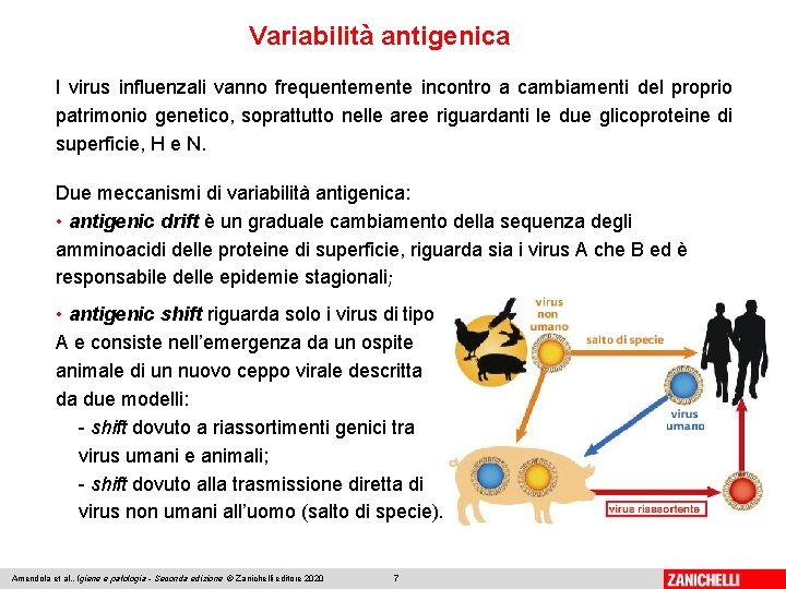 Variabilità antigenica I virus influenzali vanno frequentemente incontro a cambiamenti del proprio patrimonio genetico,