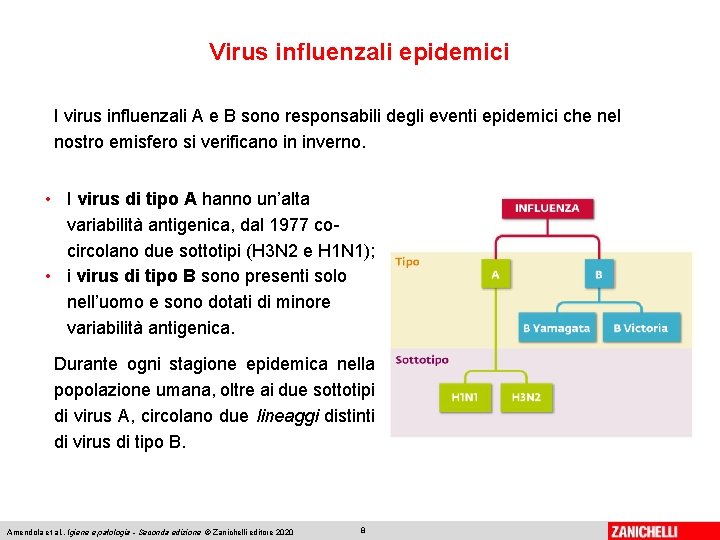 Virus influenzali epidemici I virus influenzali A e B sono responsabili degli eventi epidemici