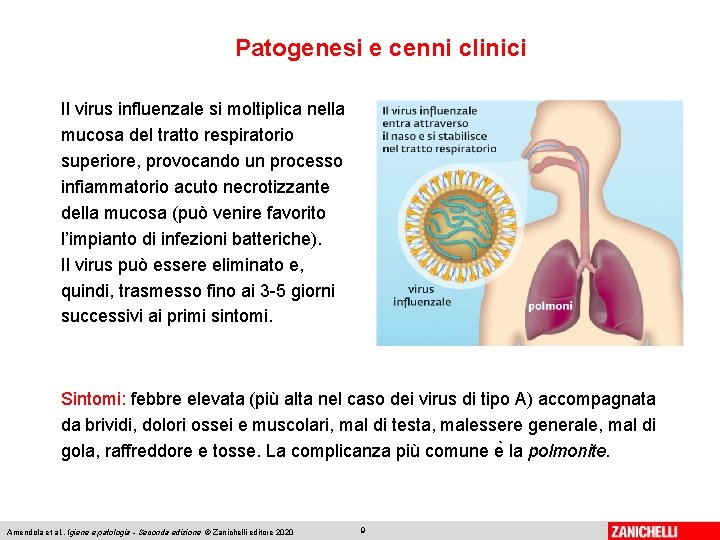 Patogenesi e cenni clinici Il virus influenzale si moltiplica nella mucosa del tratto respiratorio