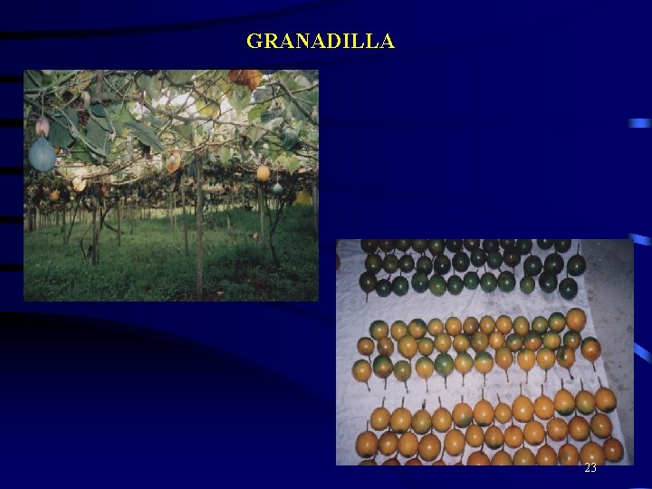 GRANADILLA 23 