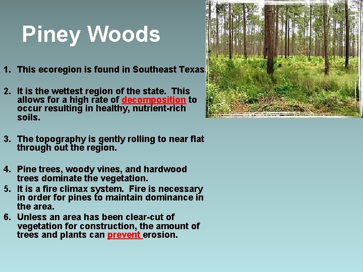 Piney Woods 1. This ecoregion is found in Southeast Texas. 2. It is the