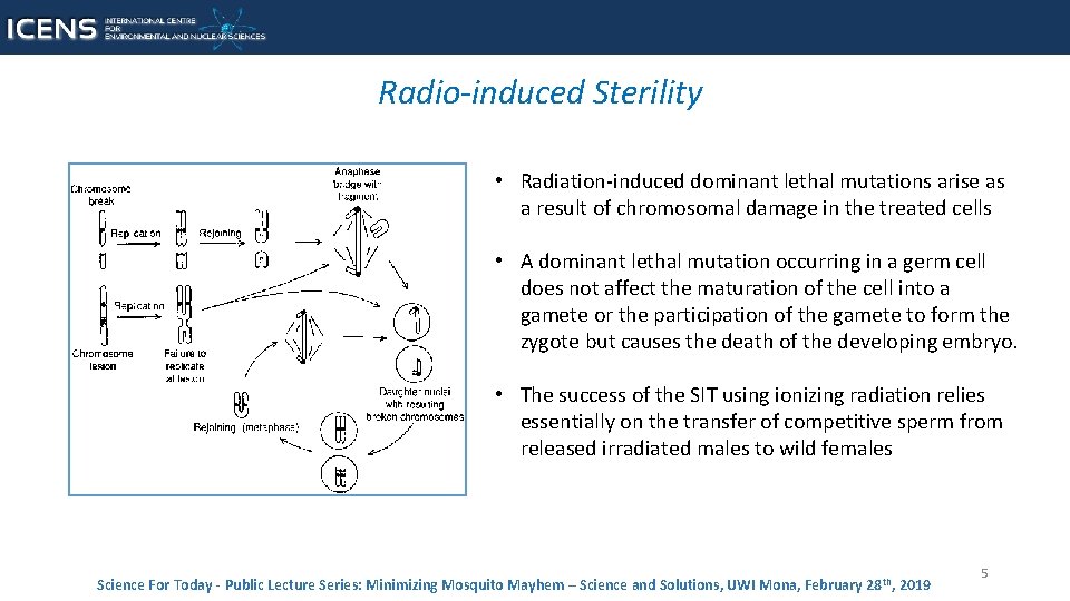 Radio-induced Sterility • Radiation-induced dominant lethal mutations arise as a result of chromosomal damage