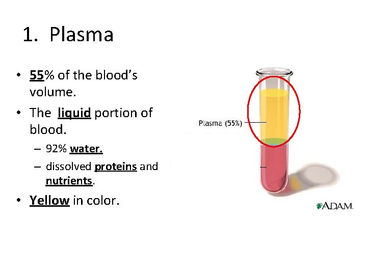 1. Plasma • 55% of the blood’s volume. • The liquid portion of blood.