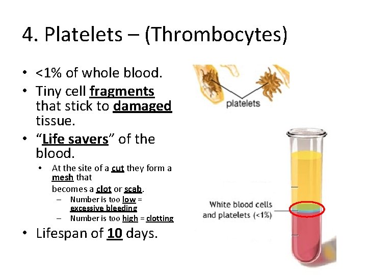 4. Platelets – (Thrombocytes) • <1% of whole blood. • Tiny cell fragments that