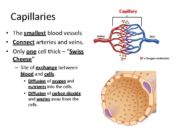 Capillaries • The smallest blood vessels • Connect arteries and veins. • Only one
