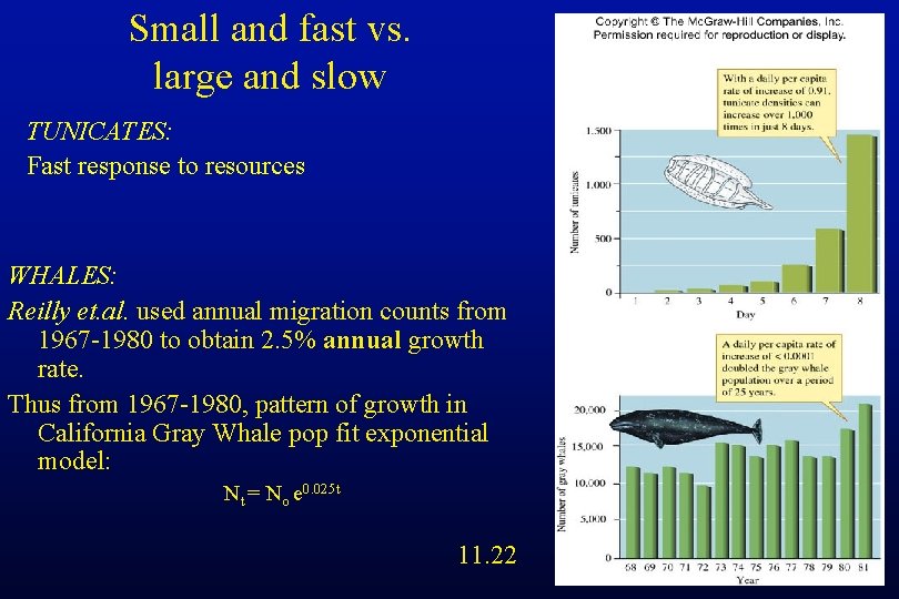 Small and fast vs. large and slow TUNICATES: Fast response to resources WHALES: Reilly