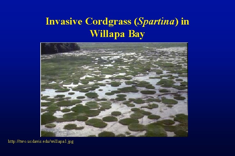 Invasive Cordgrass (Spartina) in Willapa Bay http: //two. ucdavis. edu/willapa 1. jpg 