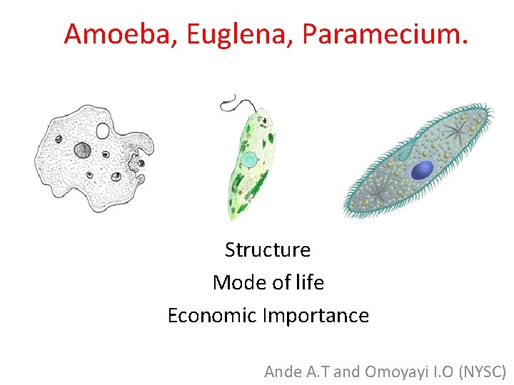 Amoeba, Euglena, Paramecium. Structure Mode of life Economic Importance Ande A. T and Omoyayi