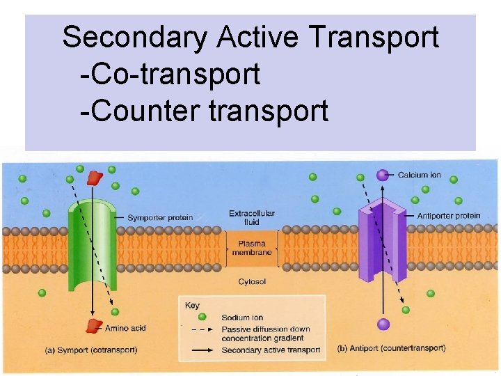 Secondary Active Transport -Co-transport -Counter transport 