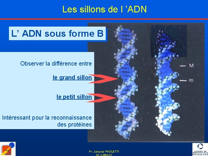 Les sillons de l ’ADN L’ ADN sous forme B Observer la différence entre