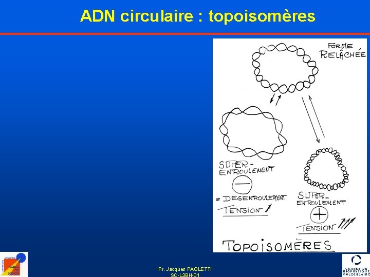 ADN circulaire : topoisomères Pr. Jacques PAOLETTI SC-L 3 BH-01 