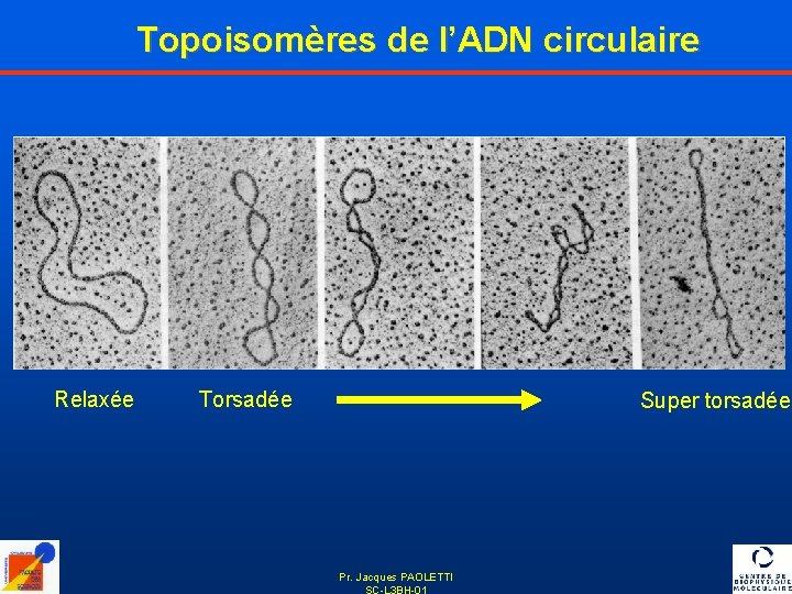 Topoisomères de l’ADN circulaire Relaxée Torsadée Super torsadée Pr. Jacques PAOLETTI SC-L 3 BH-01