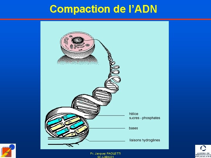 Compaction de l’ADN Pr. Jacques PAOLETTI SC-L 3 BH-01 