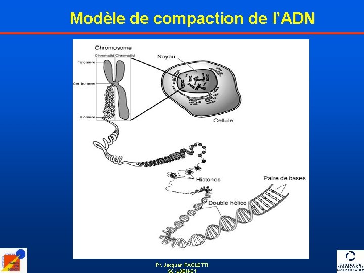 Modèle de compaction de l’ADN Pr. Jacques PAOLETTI SC-L 3 BH-01 