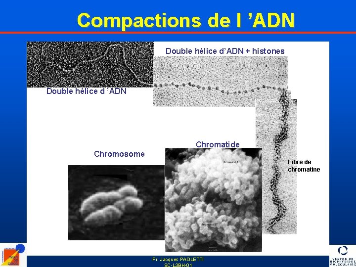 Compactions de l ’ADN Double hélice d’ADN + histones Double hélice d ’ADN Chromatide